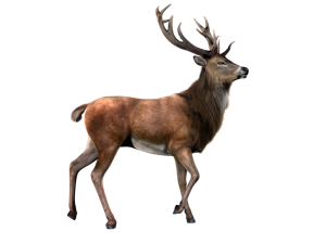 Moose, elk PNG-66217